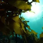 ワカメ