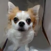 ゆうりすの画像