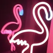にこ*॰ ( ¨̮  ) ॰*✩の画像