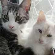 あいちゃん