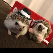 さおり