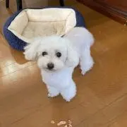 フランママの画像