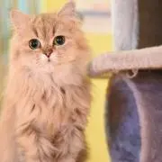 MaQの画像