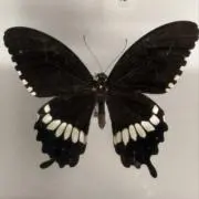 sn0の画像