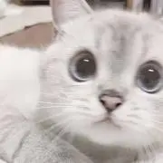 A.の画像