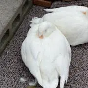 みみの画像