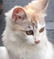 ロールの画像