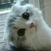 かっちゃんの画像