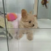 あかり