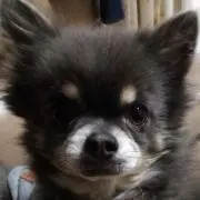 Fukumi