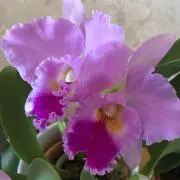 らぶリリーの画像