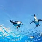 えめらるの画像