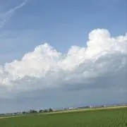 まゆみの画像