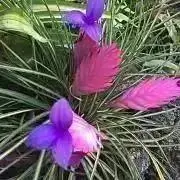 むー