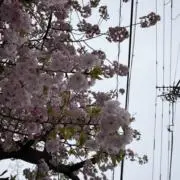 (9/29-10/6発送不可)の画像