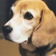 B子の画像