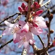さら
