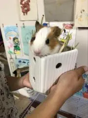 レン君商店（基本当日か翌日発送です♪）の画像