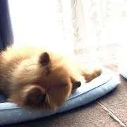 とももの画像
