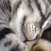 VANの画像