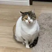 ドキンちゃんの画像