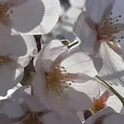 しんのすけのパパ