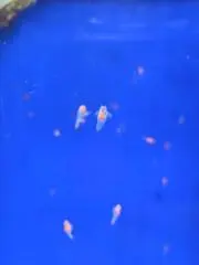 ttの画像