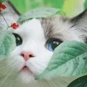 リリー