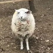 しらすの画像