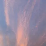 李の画像