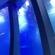 HANAの画像