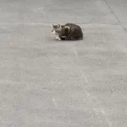 ヒトデたべたべマン