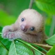 ナマケモノちゃんの画像