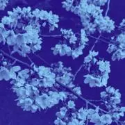 絢月。※プロフィール必読※の画像