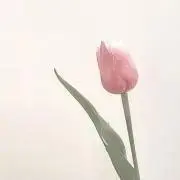 ぽゆの画像