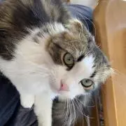 Aiの画像