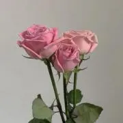 rukokoの画像