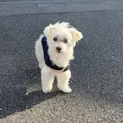 コナンおばさんの画像