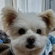 ぽちこの画像