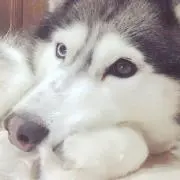 あいさん