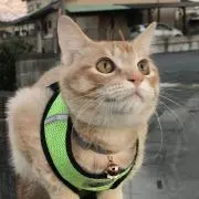 かずのこの画像