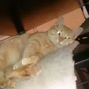 水玉の画像
