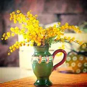Mimosa.の画像