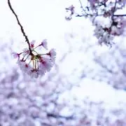 tomの画像