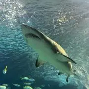 そこらへんの医大生の画像