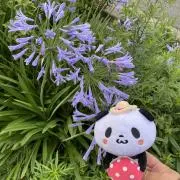 ぱんだせんせいの画像