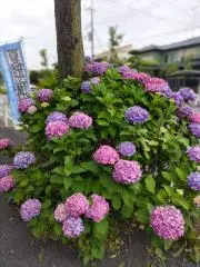 わかばの画像