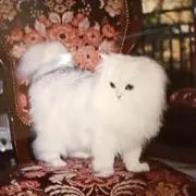 ❣️SABRINA❣️プロフ必読❣️の画像