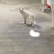 マサンサの画像