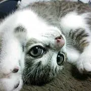 haruharuの画像